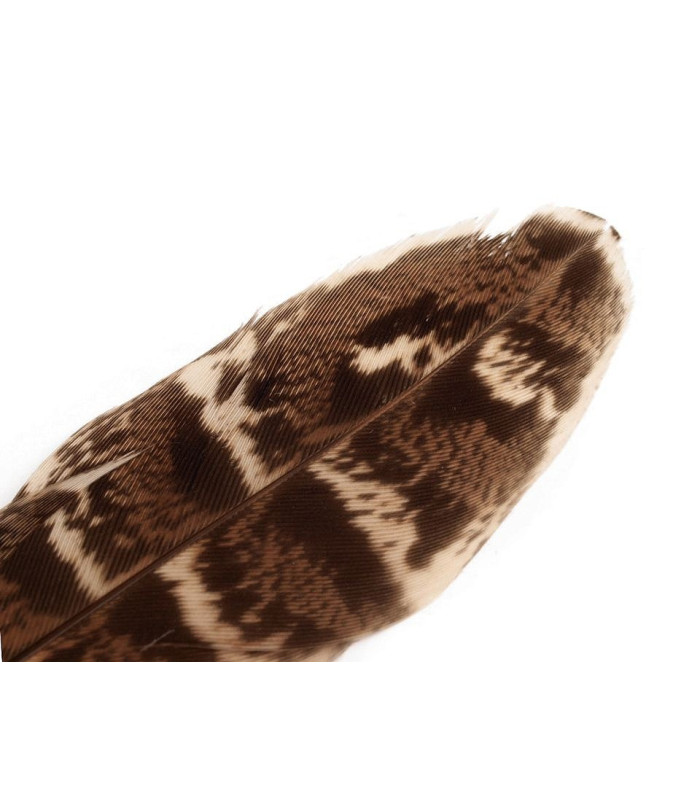 PLUMAS DE FAISÁN 10-18cm