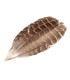 PLUMAS DE FAISÁN 10-18cm