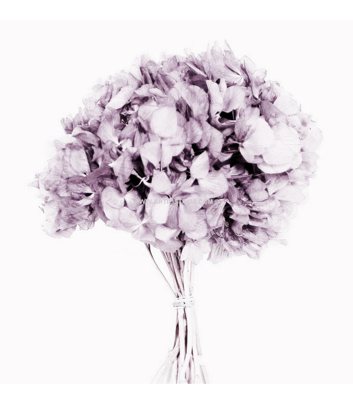 HORTENSIA PRESERVADA