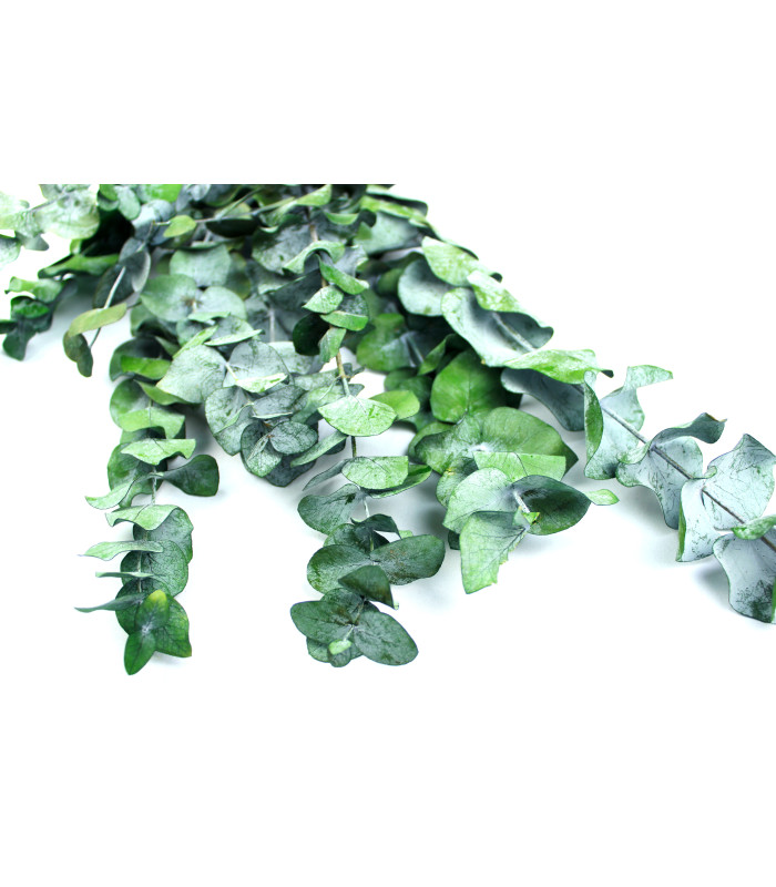 EUCALIPTO ESPIRAL PRESERVADO EN RAMO "HALLERBOS"