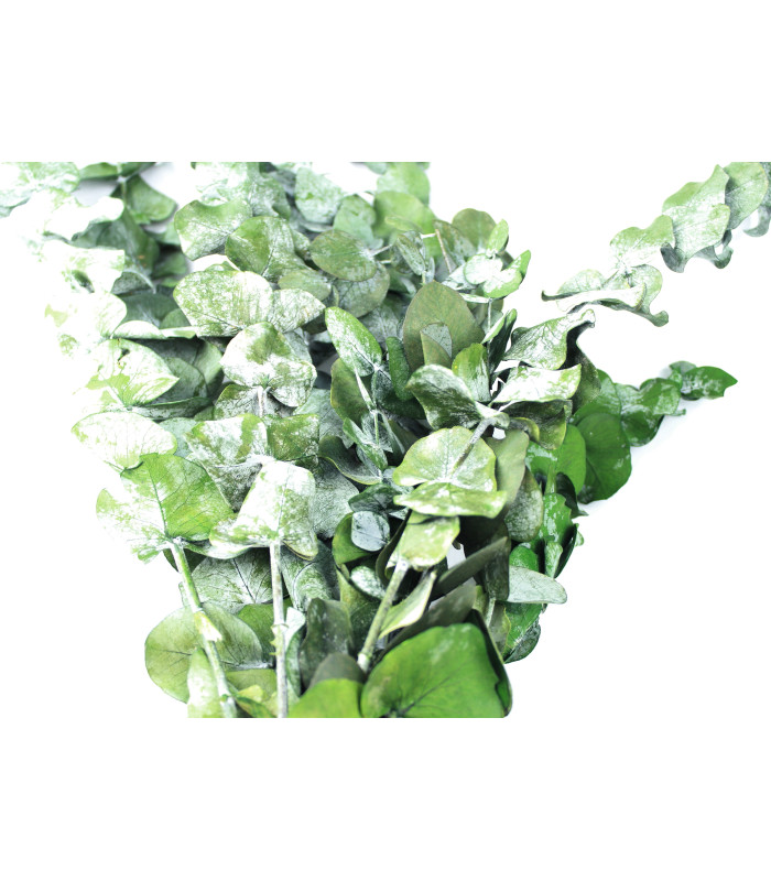 EUCALYPTUS BRANCH "NATURE"
