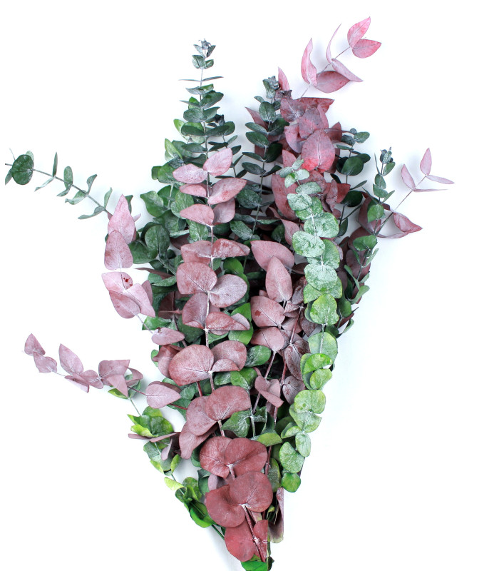 EUCALYPTUS BRANCH "NATURE"