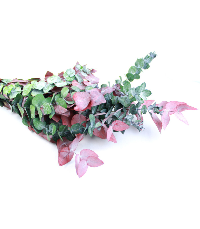 EUCALYPTUS BRANCH "NATURE"