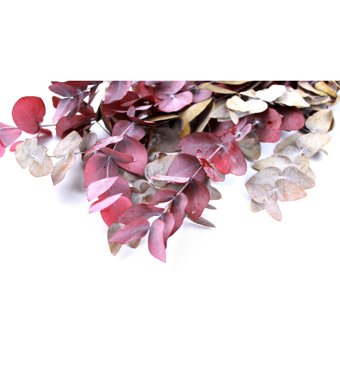 EUCALYPTUS BRANCH "NATURE"