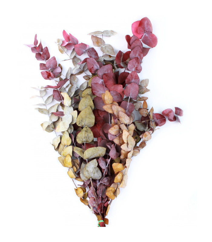 EUCALYPTUS BRANCH "NATURE"