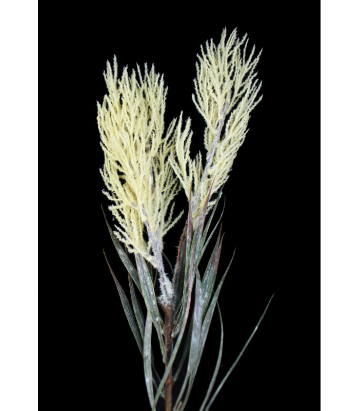 Willow branch "SOHO"