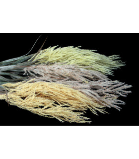 RAMA DE HEUCHERA "ANZU"