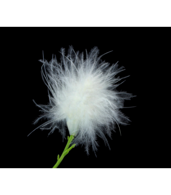 FLOR DE PENA DE MARABU