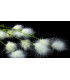 MARABOO FEATHER FLOWER