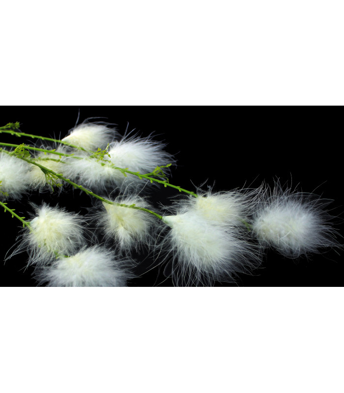 FLOR DE PLUMAS DE MARABÚ