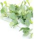 EUCALYPTUS BRANCH "GREEN BOX"