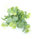 Ramo de eucalipto "green box"