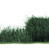 OSTRICH FEATHERS FRINGE - 2 PLY. FIRST QUALITY - 10 CMS.