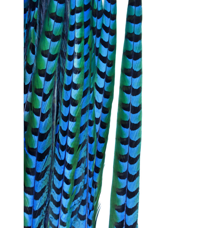 PLUMA DE FAISÁN REEVES 80 - 85 CMS.