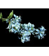 Flor de Jasmim "BARBADOS"