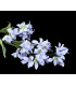 Flor de Jasmim "BARBADOS"