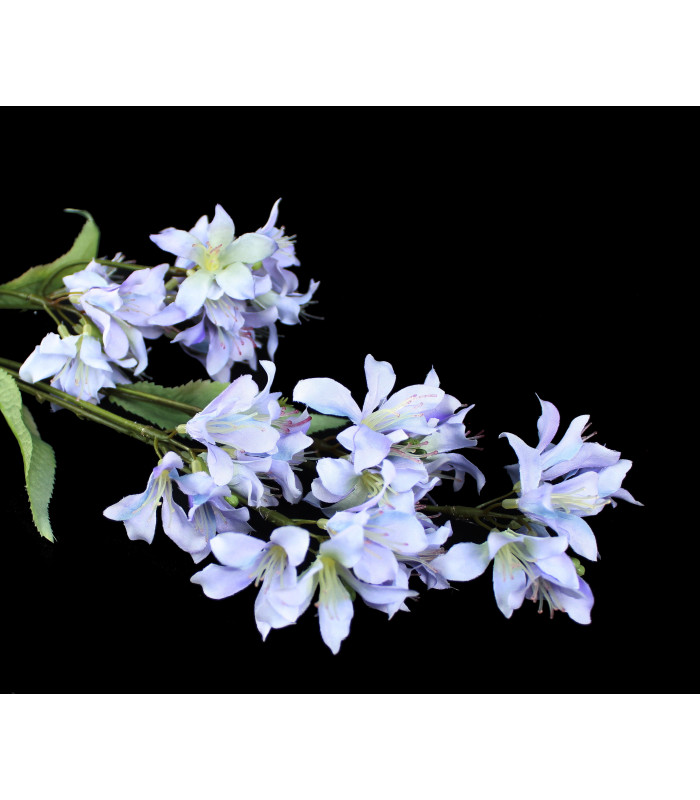 Flor de Jasmim "BARBADOS"