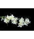 Flor de Jasmim "BARBADOS"