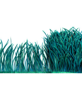 FLECO OCA BIOT PRIMERA CALIDAD -  10 CMS.