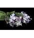 Lilac's bouquet "SYRINGA"