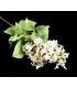 Lilac's bouquet "SYRINGA"