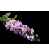 Buquê de flores "Delphinium"
