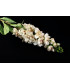 Buquê de flores "Delphinium"