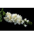 Buquê de flores "Delphinium"
