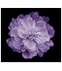 FLOR DE TELA "RUNA" 14 cm
