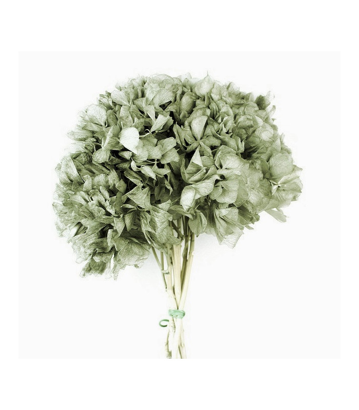 HORTENSIA PRESERVADA