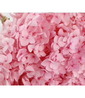 100% Natural Preserved Hydrangea Light Pink