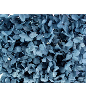 100% Natural Preserved Hydrangea Petrol