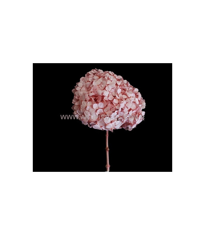 HORTENSIA PRESERVED FLOWER. BOUQUET
