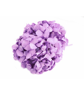 HORTENSIA PRESERVADA EN RAMO