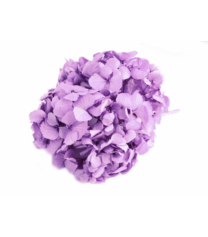 HORTENSIA PRESERVED FLOWER. BOUQUET
