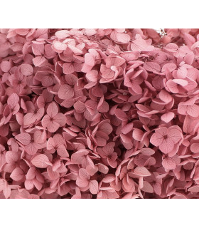 100% Natural Preserved Hydrangea Corail
