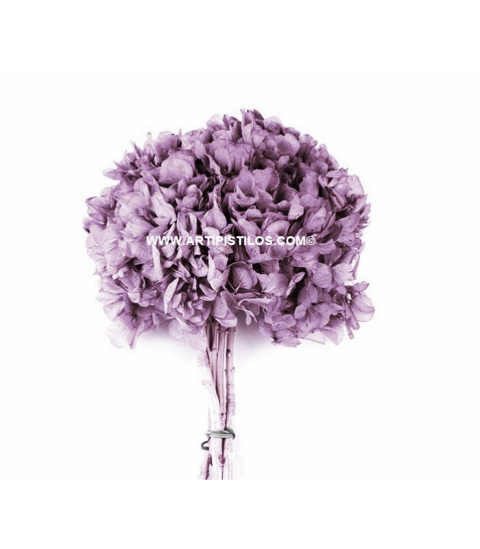 HORTENSIA PRESERVADA