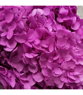100% Natural Preserved Hydrangea Mauve
