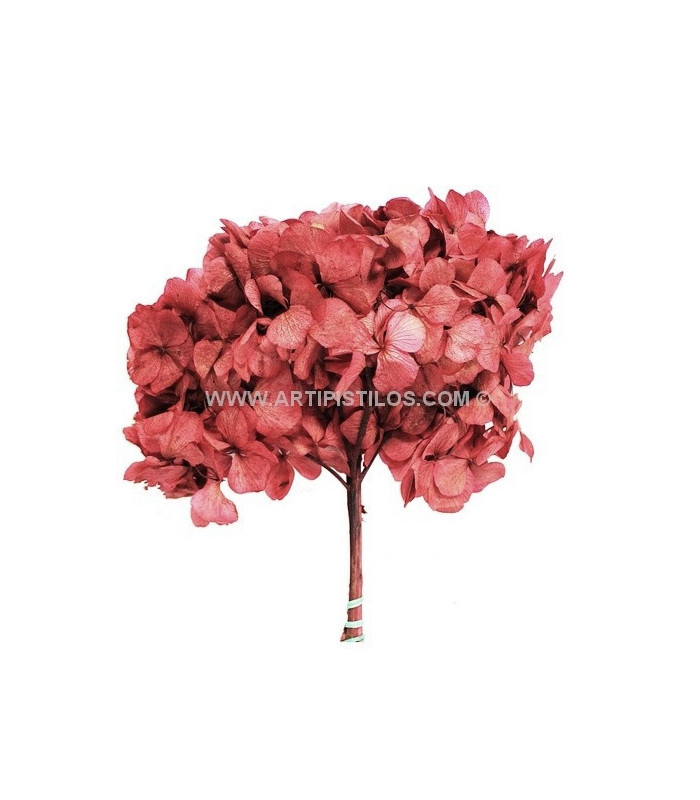 HORTENSIA PRESERVED FLOWER. BOUQUET