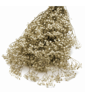 Paniculata Preservada "premium" Verde/marfil - tocados para