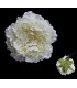 PEONY HEAD 18 X 6 CMS.