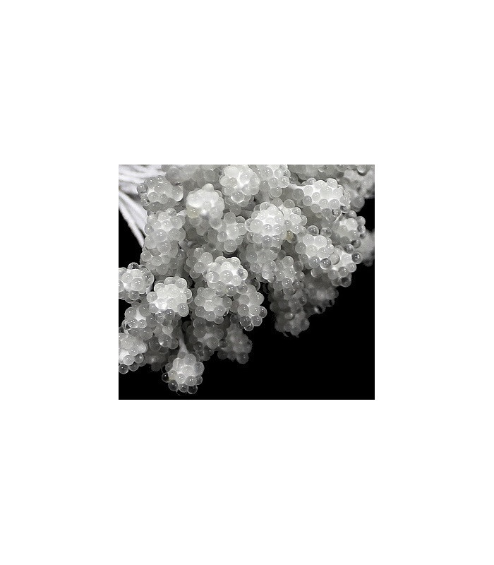 Bouquet of 80 pistils with crystal spheres