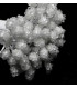 Bouquet of 80 pistils with crystal spheres