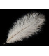 PLUMA DE AVESTRUZ 20 - 25 cm
