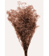 GYPSOPHILA PRESERVED "PREMIUM"
