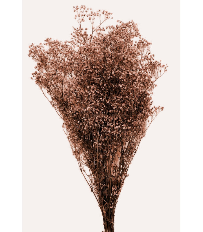 GYPSOPHILA PRESERVED "PREMIUM"
