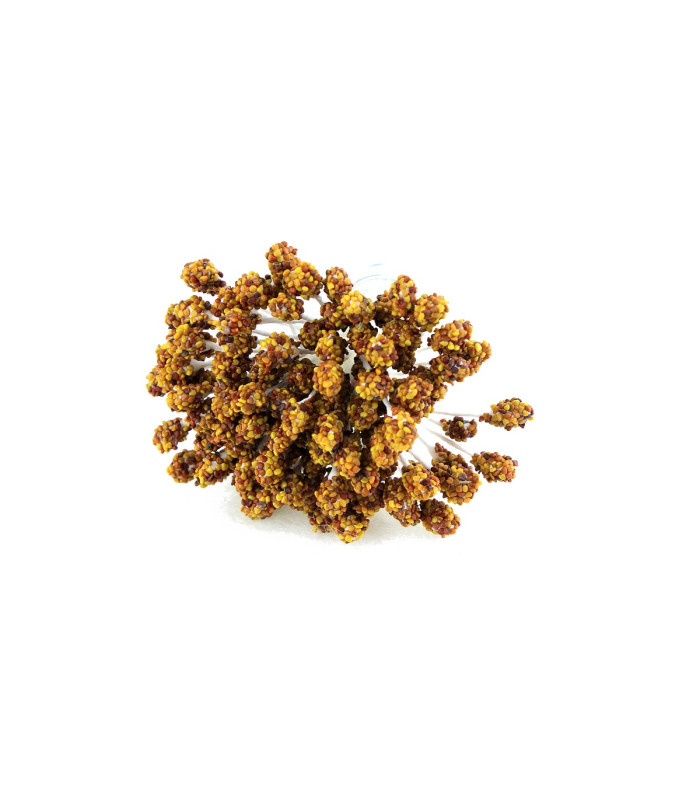 CLOVER SEED 100% NATURAL PISTIL