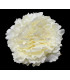 PEONY HEAD 18 X 6 CMS.