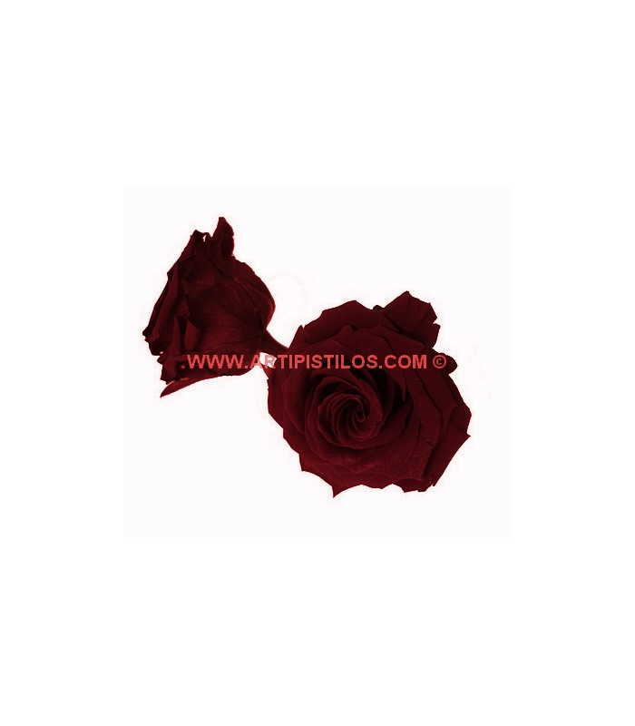 PRESERVED ROSE 6 CMS.