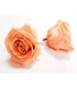 PRESERVED BIG ROSE 9 CMS.